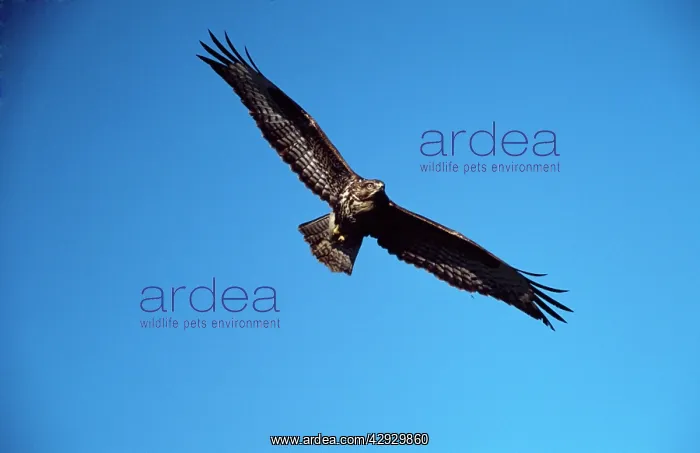 : Common / European Buzzard - in flight : Common / European Buzzard - in flight
