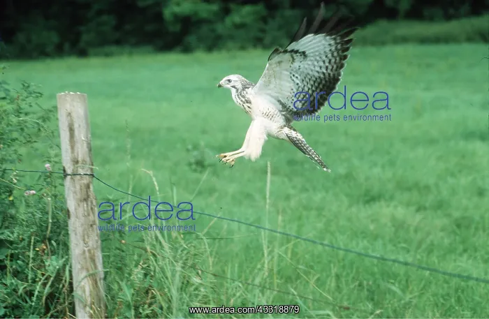 : Common / European Buzzard - in flight : Common / European Buzzard - in flight