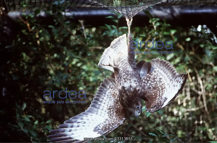 : Common / European Buzzard - hanging upside down : Common / European Buzzard - hanging upside down