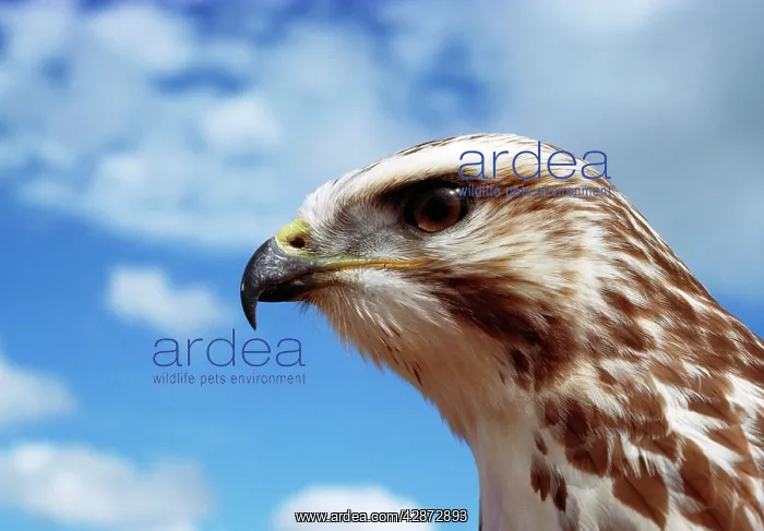 : Common / European Buzzard - head : Common / European Buzzard - head