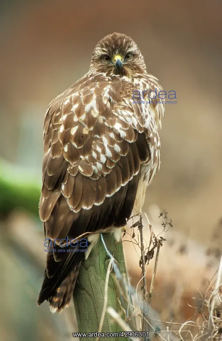 : Common / European Buzzard - perched on post : Common / European Buzzard - perched on post