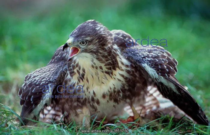 : Common / European Buzzard with prey in grass screaming : Common / European Buzzard with prey in grass screaming