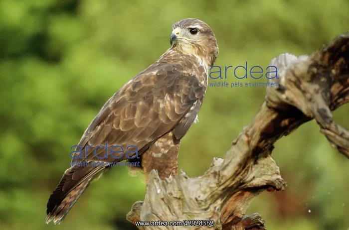 : Common / European Buzzard - on tree stump : Common / European Buzzard - on tree stump