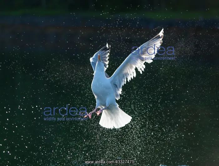 : Common European Gull : Common European Gull