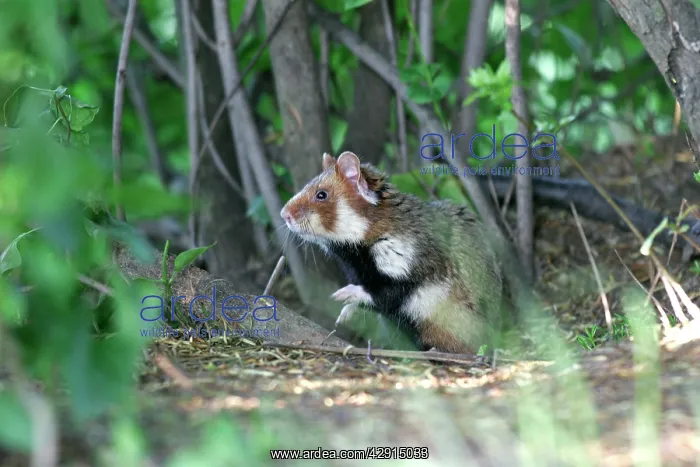 : Common / European Hamster : Common / European Hamster