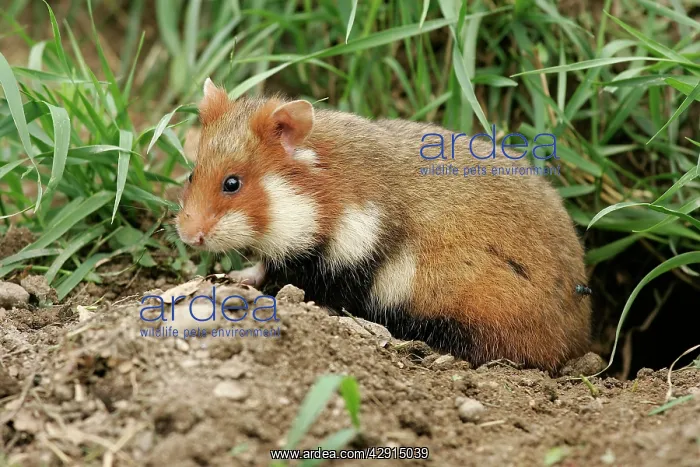 : Common / European Hamster : Common / European Hamster