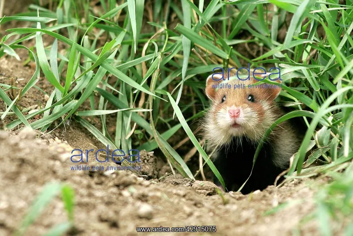 : Common / European Hamster : Common / European Hamster