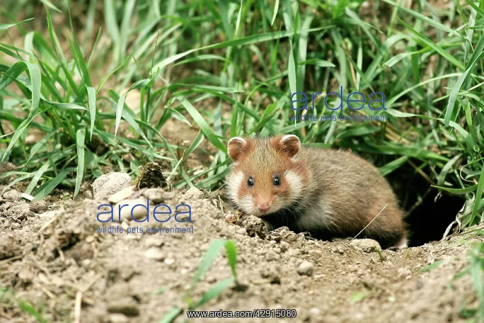 : Common / European Hamster : Common / European Hamster