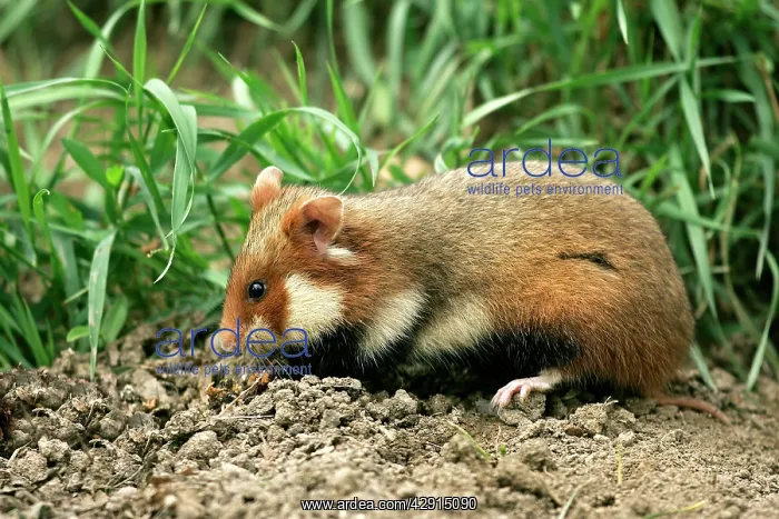: Common / European Hamster : Common / European Hamster