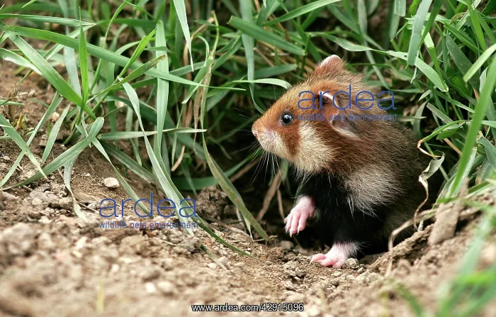 : Common / European Hamster : Common / European Hamster