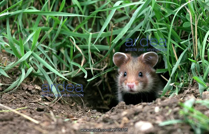 : Common / European Hamster : Common / European Hamster