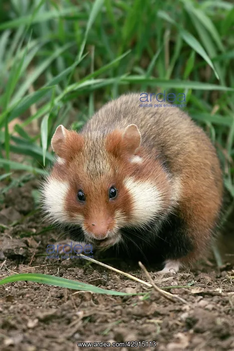 : Common / European Hamster : Common / European Hamster