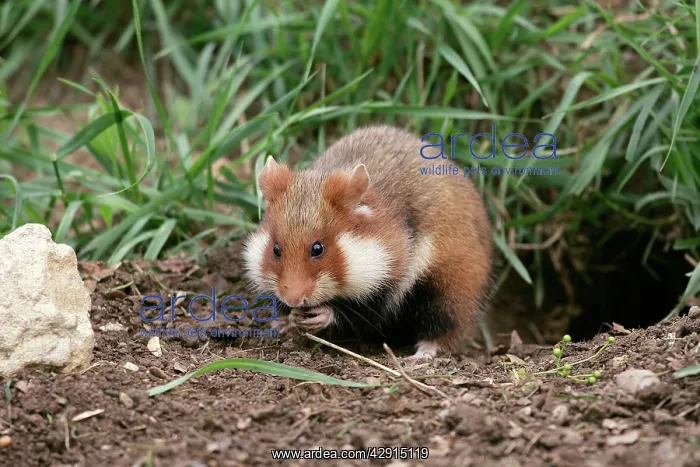 : Common / European Hamster : Common / European Hamster
