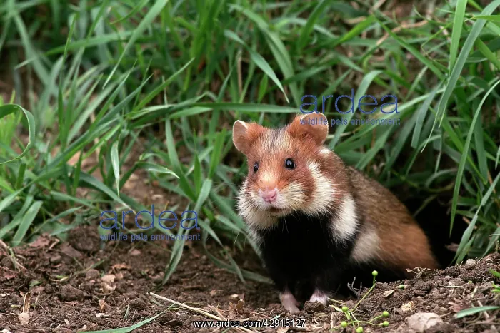 : Common / European Hamster : Common / European Hamster