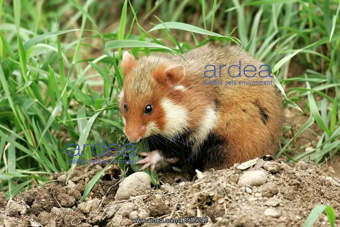 : Common / European Hamster - eating : Common / European Hamster - eating
