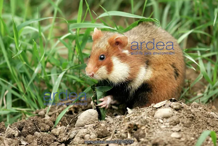 : Common / European Hamster - eating : Common / European Hamster - eating