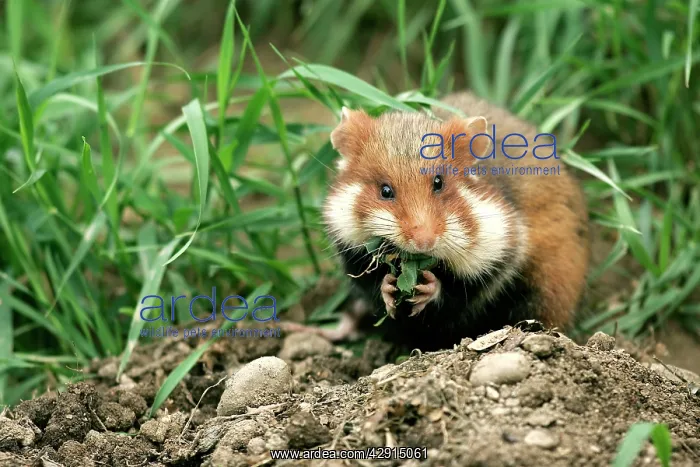 : Common / European Hamster - eating : Common / European Hamster - eating