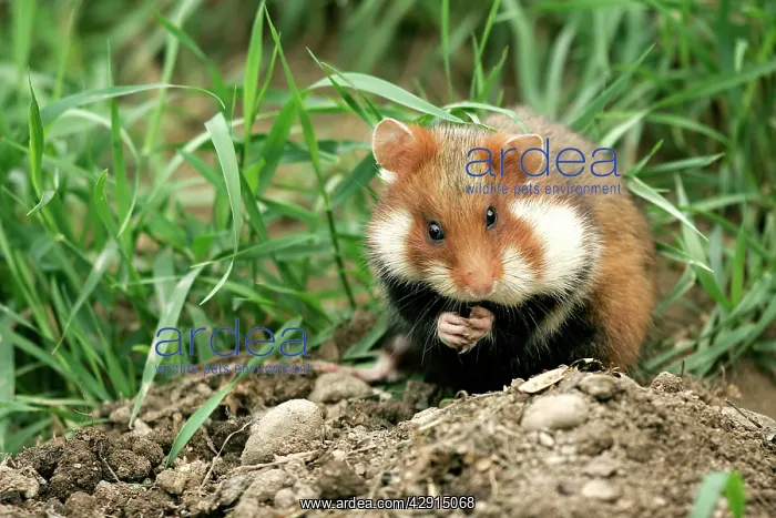 : Common / European Hamster - eating : Common / European Hamster - eating