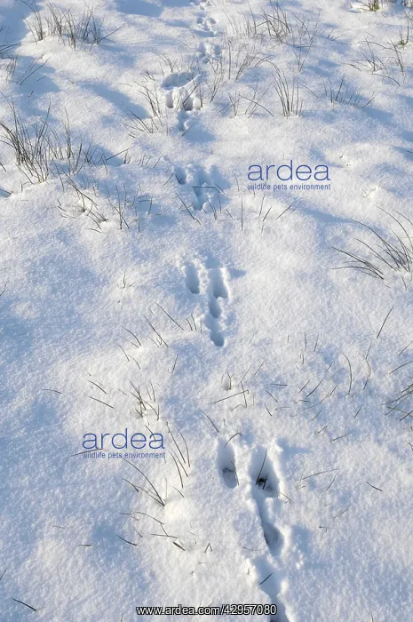 : Common / European Hare - tracks in the snow : Common / European Hare - tracks in the snow