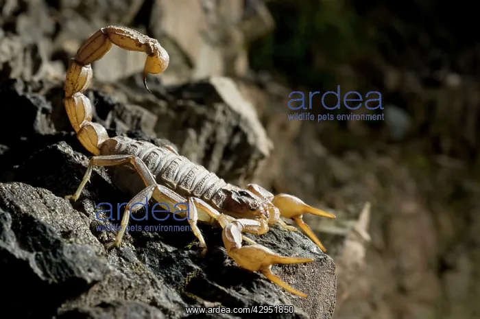 : Common European Scorpion - female : Common European Scorpion - female