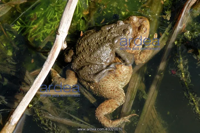 : Common European toads : Common European toads