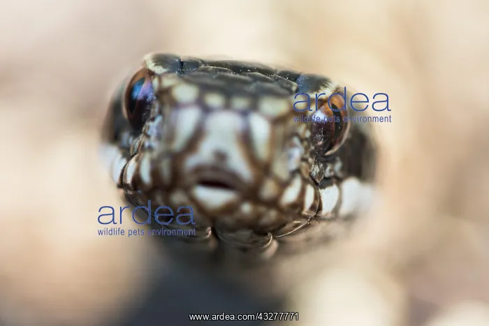 : Common European viper (Vipera berus), animal portrait : Common European viper (Vipera berus), animal portrait
