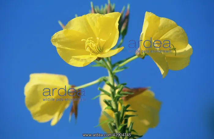 : Common EVENING PRIMROSE / Evening Star - in flower : Common EVENING PRIMROSE / Evening Star - in flower