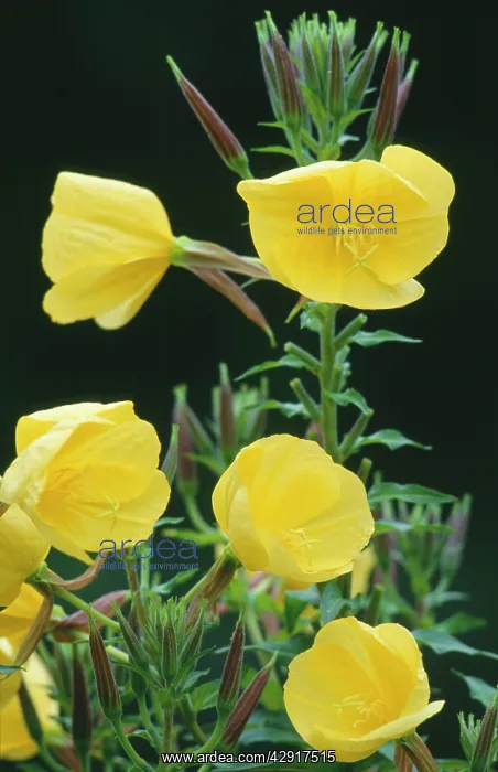 : Common EVENING PRIMROSE / Evening Star - in flower : Common EVENING PRIMROSE / Evening Star - in flower