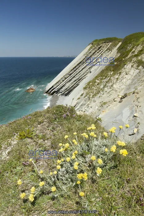 : Common everlasting (Helichrysum stoechas) on the : Common everlasting (Helichrysum stoechas) on the