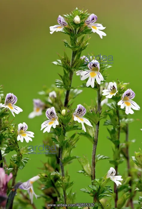  : Common Eyebright - in flower - limestone grassland