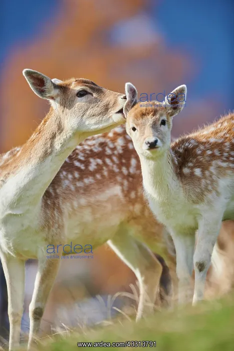 : Common fallow deer (Dama dama) mother with her youngster : Common fallow deer (Dama dama) mother with her youngster