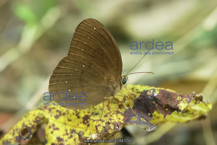 : Common Faun Butterfly : Common Faun Butterfly