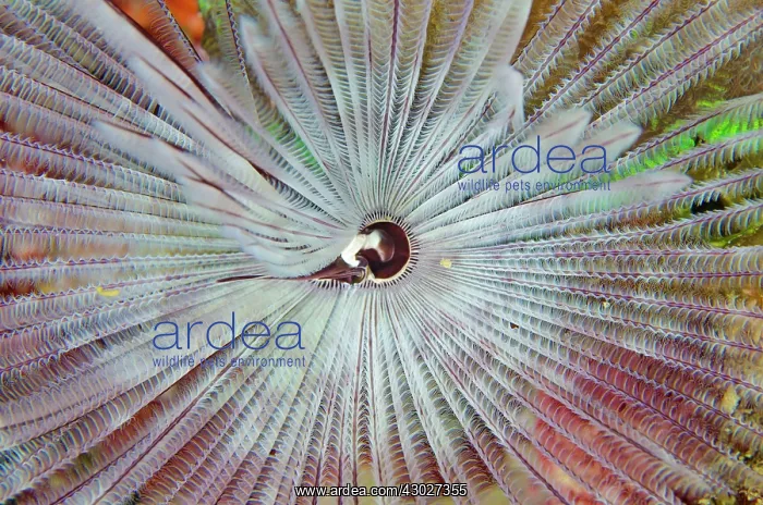 : Common Feather Duster Tube Worm : Common Feather Duster Tube Worm