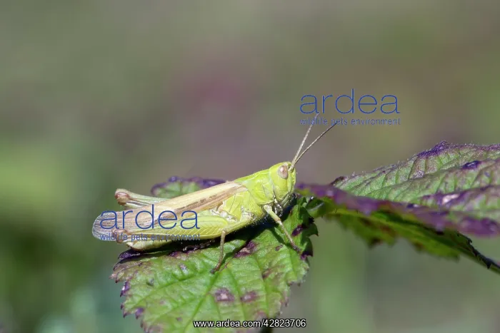 : Common Field Grasshopper : Common Field Grasshopper
