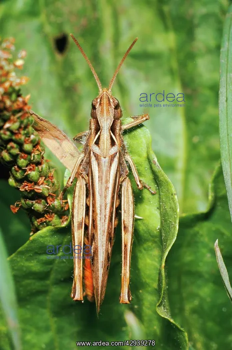  : Common Field GRASSHOPPER