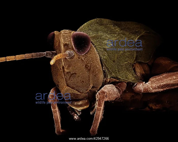 : Common Field Grasshopper : Common Field Grasshopper