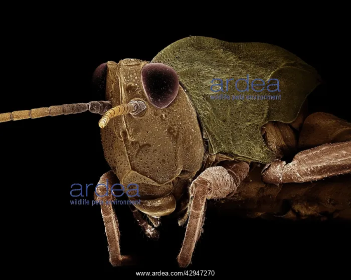  : Common Field Grasshopper