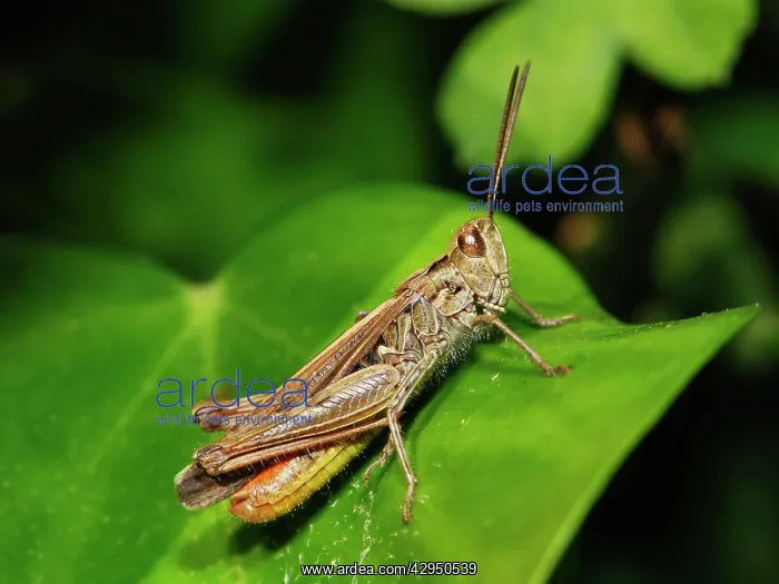 : Common Field Grasshopper : Common Field Grasshopper