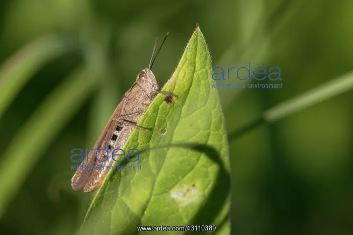 : Common Field Grasshopper : Common Field Grasshopper