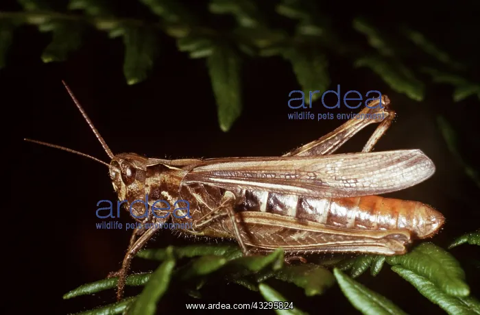 : Common Field Grasshopper : Common Field Grasshopper