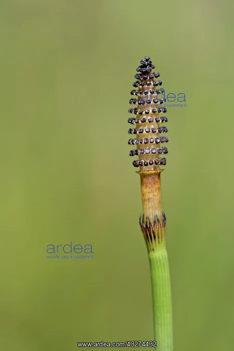 : Common / Field Horsetail : Common / Field Horsetail