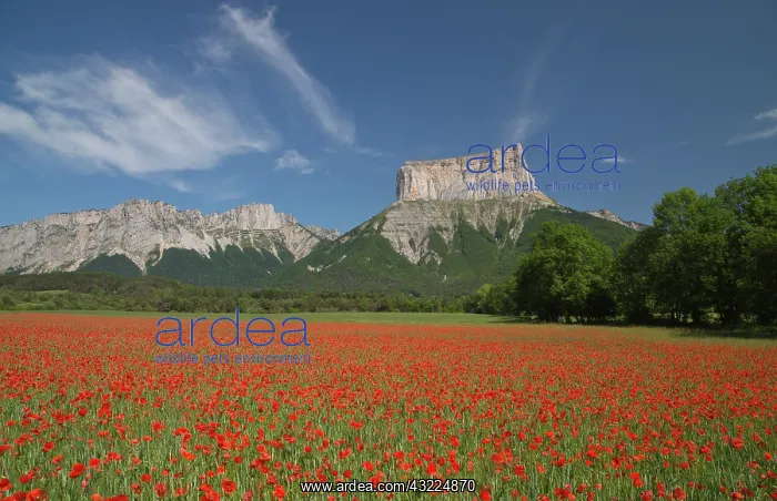 : Common field poppies in front of Mont Aiguille - : Common field poppies in front of Mont Aiguille -