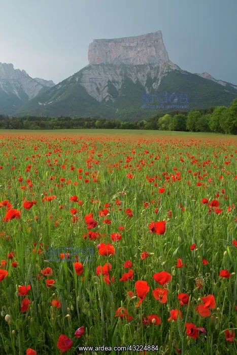 : Common field poppies in front of Mont Aiguille - : Common field poppies in front of Mont Aiguille -