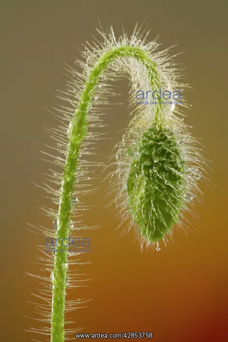 : Common / Field Poppy - nodding bud, with dew drops : Common / Field Poppy - nodding bud, with dew drops