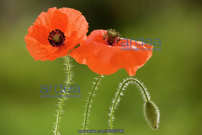 : Common / Field Poppy - widespread cornfield weed : Common / Field Poppy - widespread cornfield weed