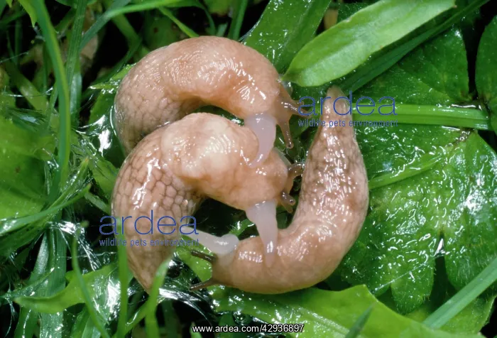 : Common Field Slug - mating group : Common Field Slug - mating group