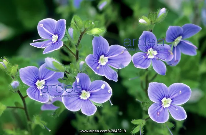 : Common field-speedwell : Common field-speedwell