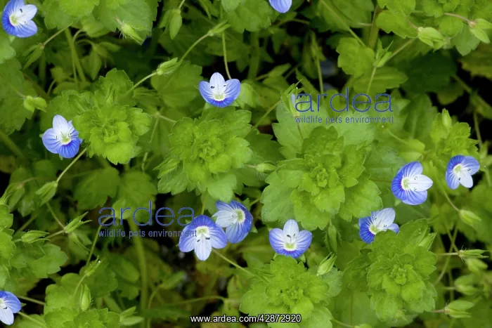 : Common field-speedwell : Common field-speedwell