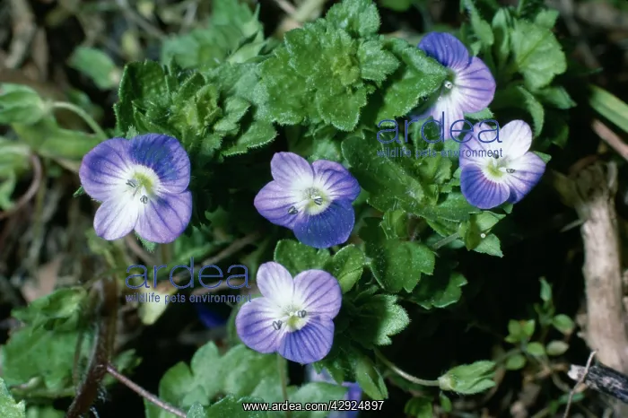 : Common Field Speedwell : Common Field Speedwell