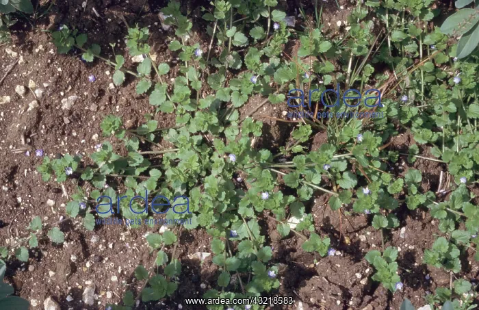 : Common Field Speedwell : Common Field Speedwell
